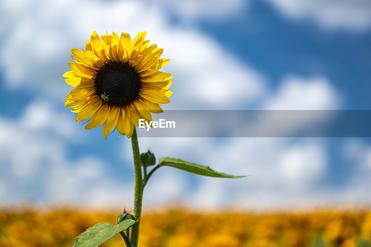 flower, flowering plant, plant, yellow, field, freshness, sunflower, beauty in nature, flower head, growth, nature, sky, inflorescence, cloud, fragility, landscape, rural scene, focus on foreground, petal, close-up, environment, no people, agriculture, land, springtime, meadow, prairie, outdoors, day, summer, crop, blossom, plant stem, botany, macro photography, wildflower, farm, vibrant color, asterales, blue, copy space, selective focus, pollen, sunlight