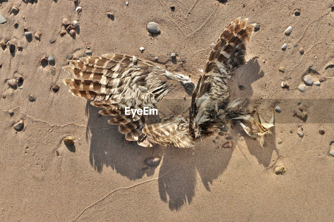 Close up dead seagull or bird on the beach possible botulism poisoning, avian bird flu or pollution