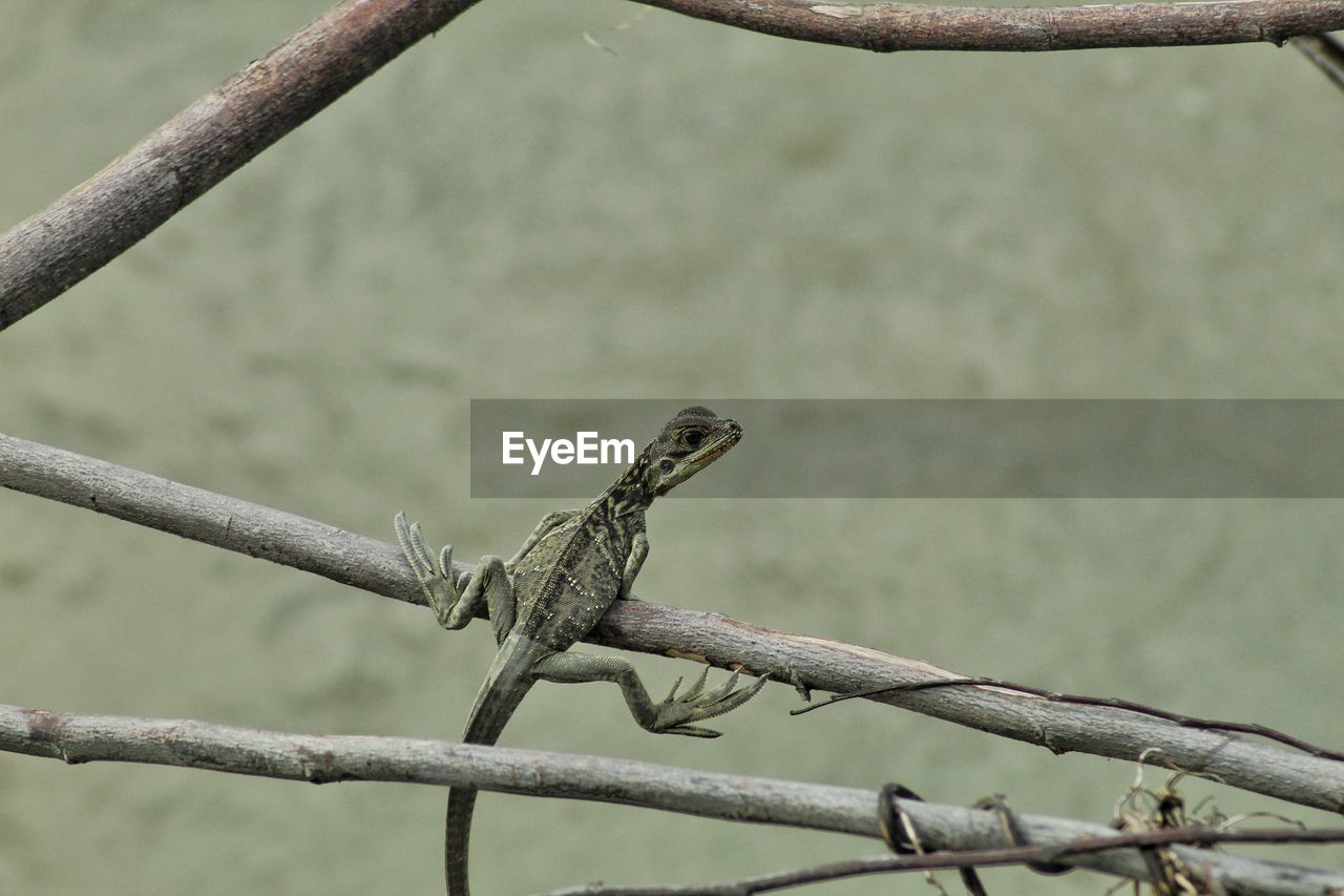 A young sail-fin lizard perched on dry branch