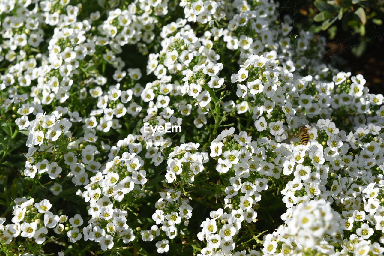 WHITE FLOWERING PLANT