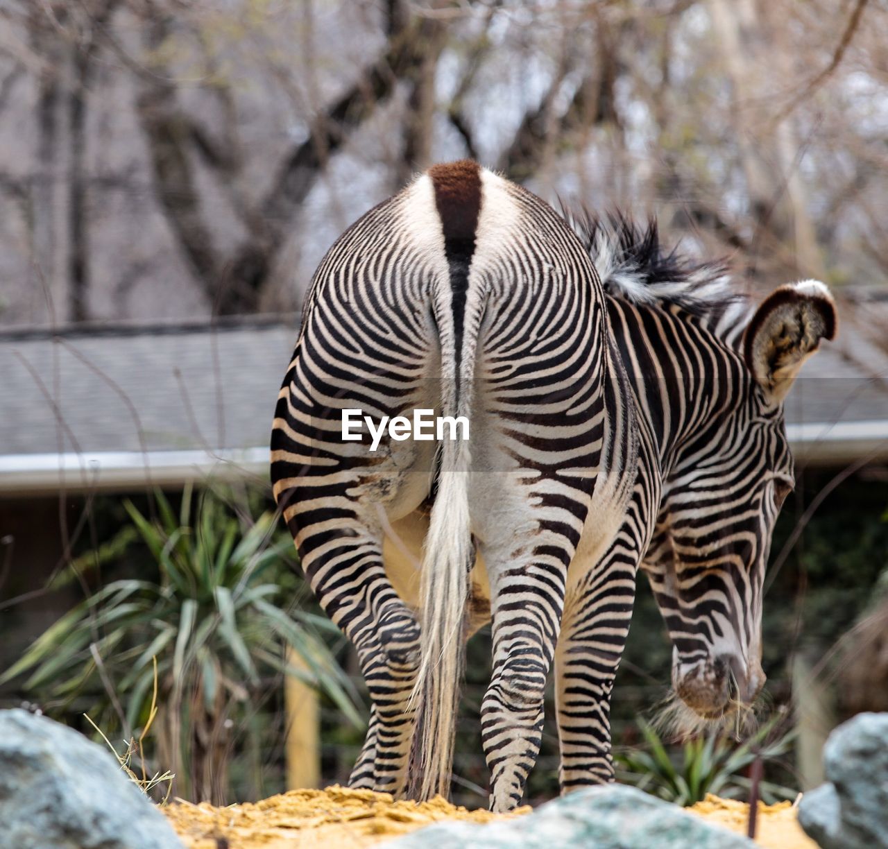 CLOSE-UP OF ZEBRA AGAINST TREES