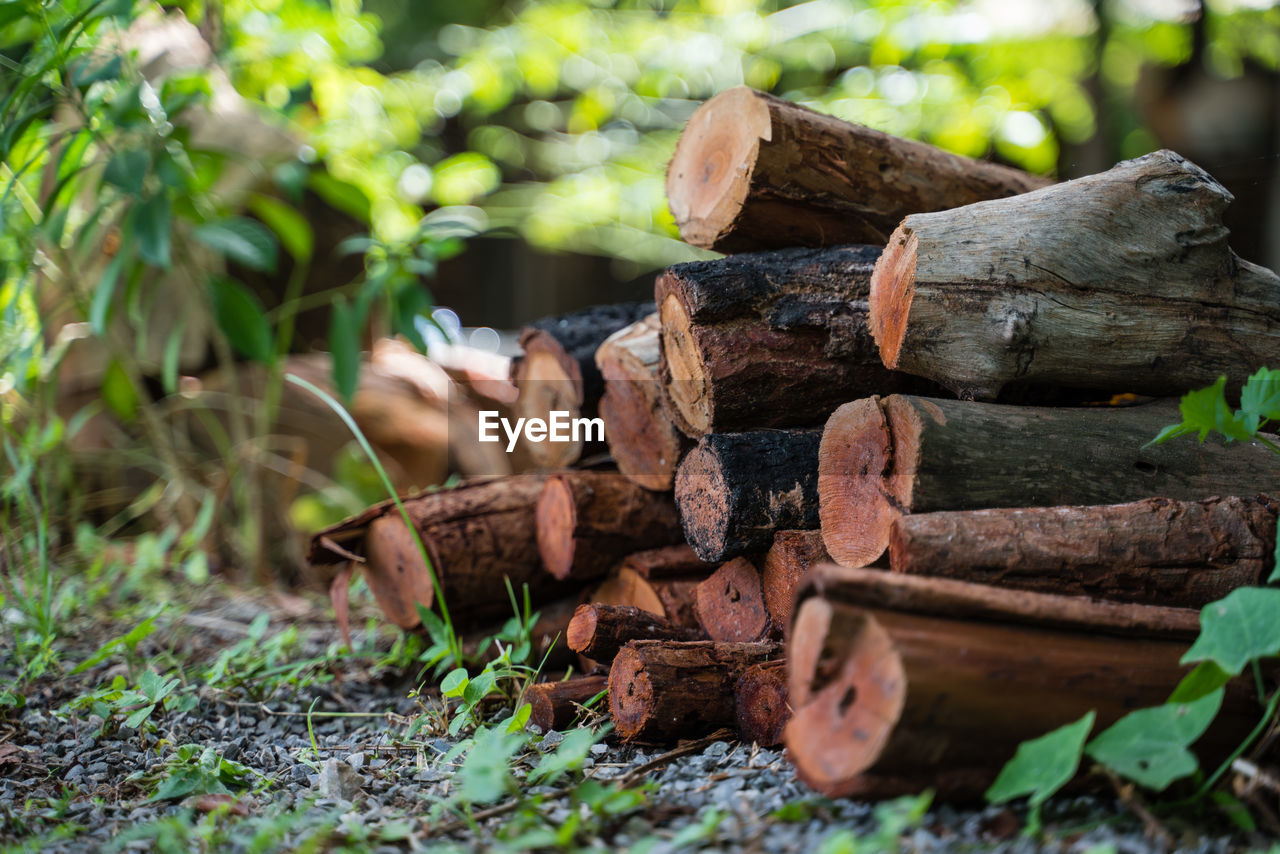 CLOSE-UP OF LOGS ON FIELD