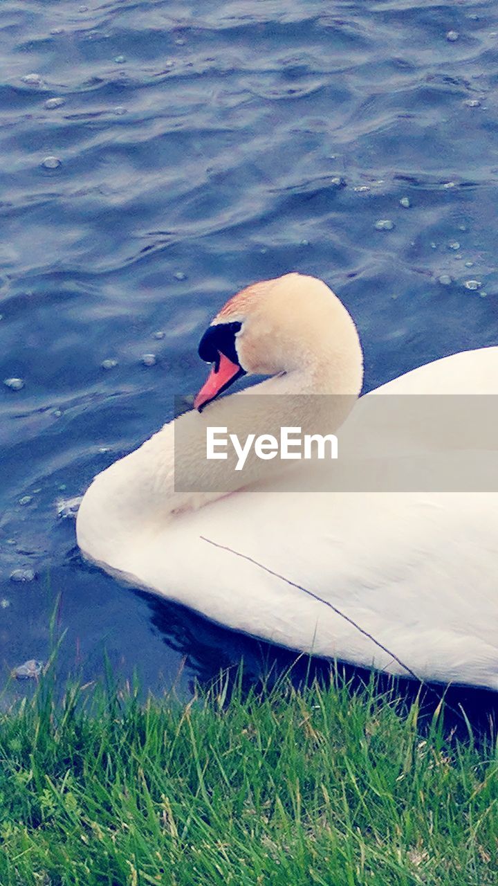 SWAN SWIMMING IN LAKE