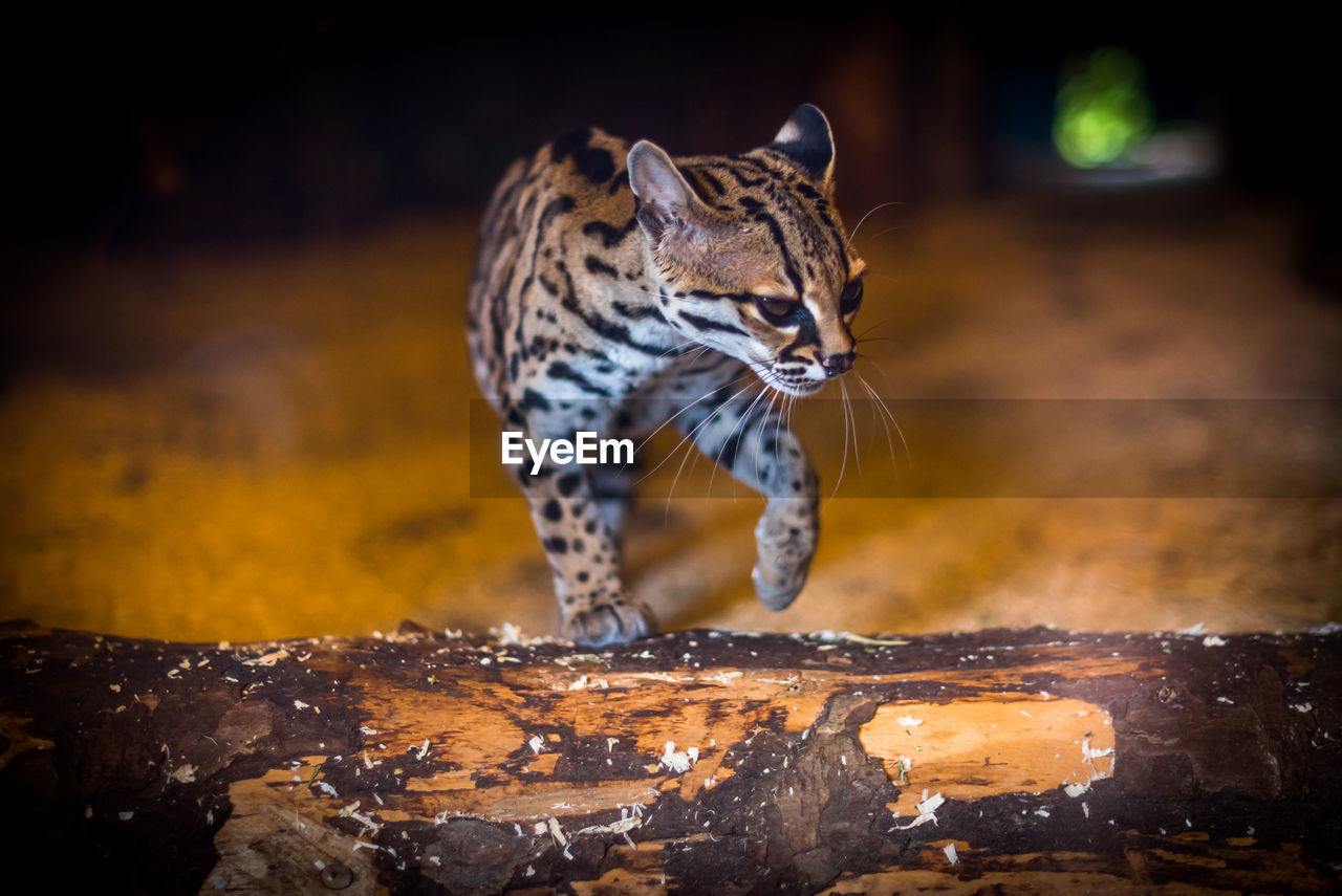 Close-up of tiger walking on field at night