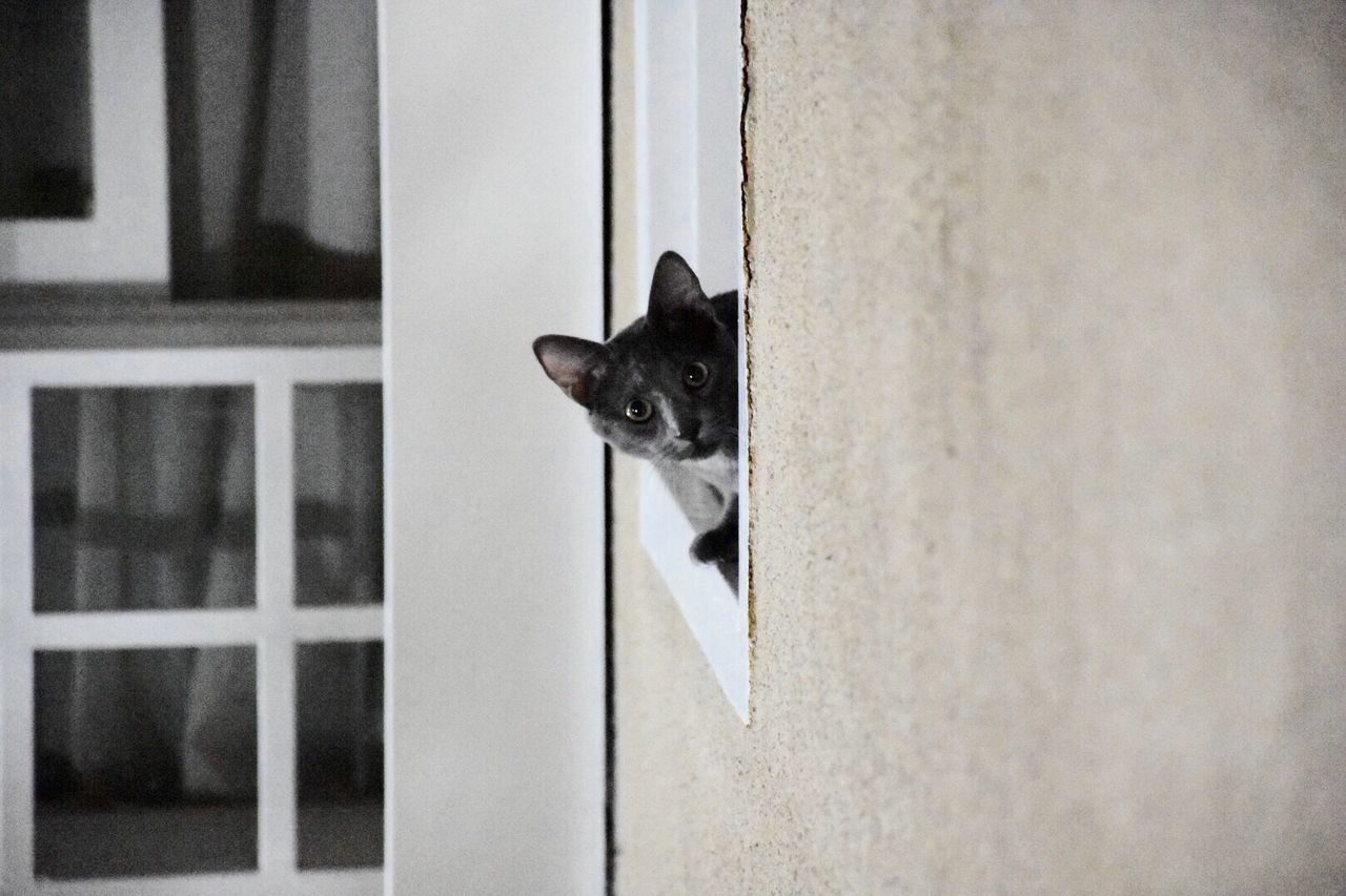 Portrait of cat peeping from window sill