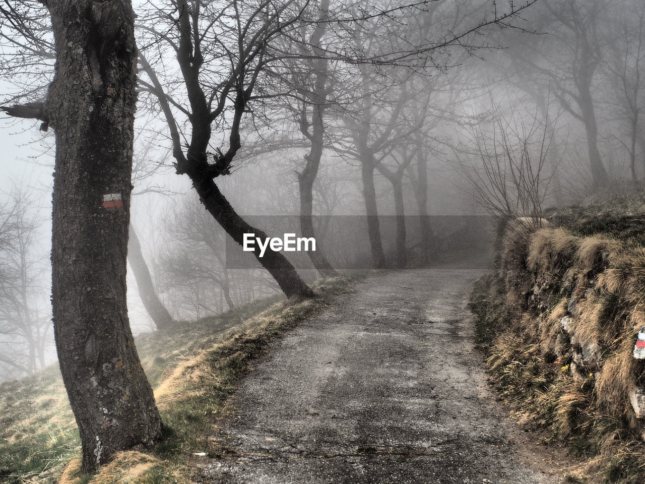 Road amidst trees in forest during winter