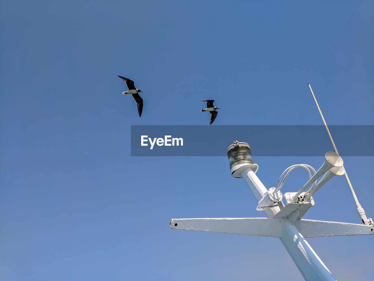 LOW ANGLE VIEW OF SEAGULLS FLYING AGAINST CLEAR SKY