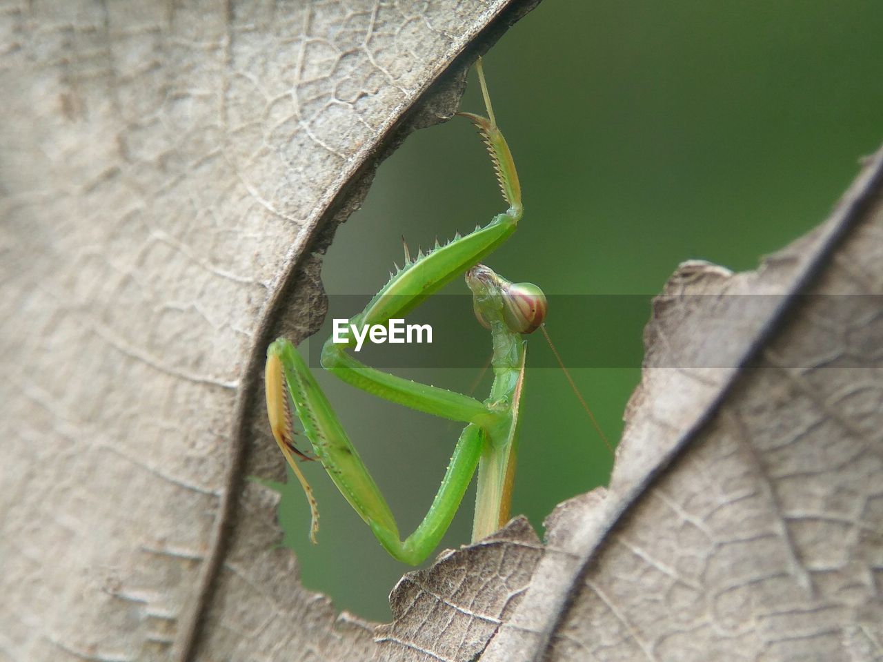 Close-up of prating mantis on dry leaf