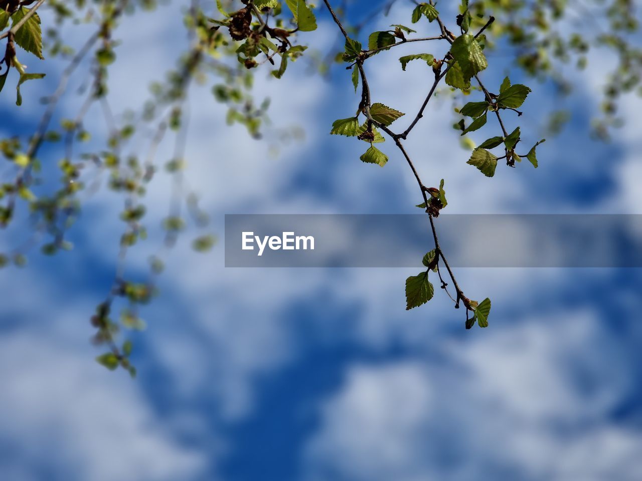 sky, plant, tree, nature, branch, blue, flower, sunlight, blossom, beauty in nature, growth, cloud, low angle view, leaf, plant part, no people, freshness, outdoors, day, fruit, springtime, spring, food and drink, green, flowering plant, food, focus on foreground, twig, tranquility, fruit tree, fragility, environment