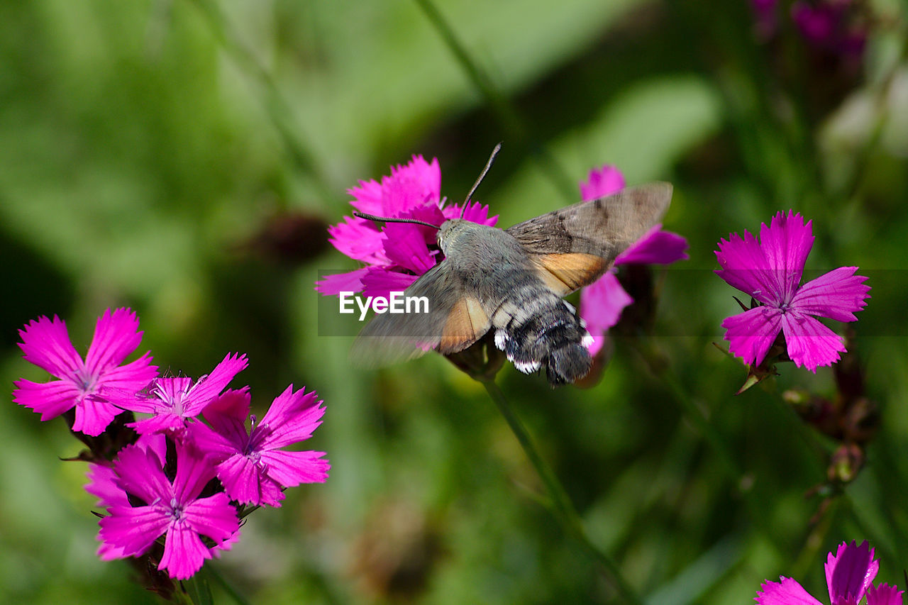 Close-up of butterfly pollinating on pink flower