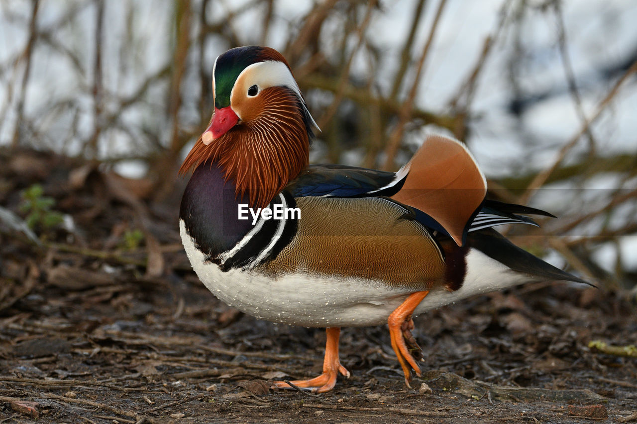 Close-up of duck walking on land