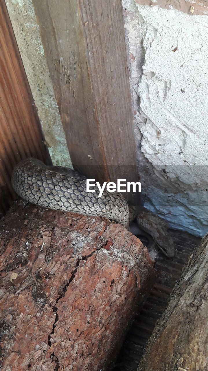 HIGH ANGLE VIEW OF LIZARD ON WOOD