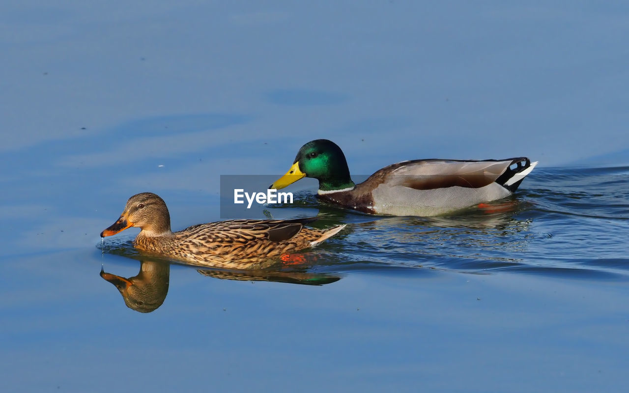 DUCKS SWIMMING ON LAKE