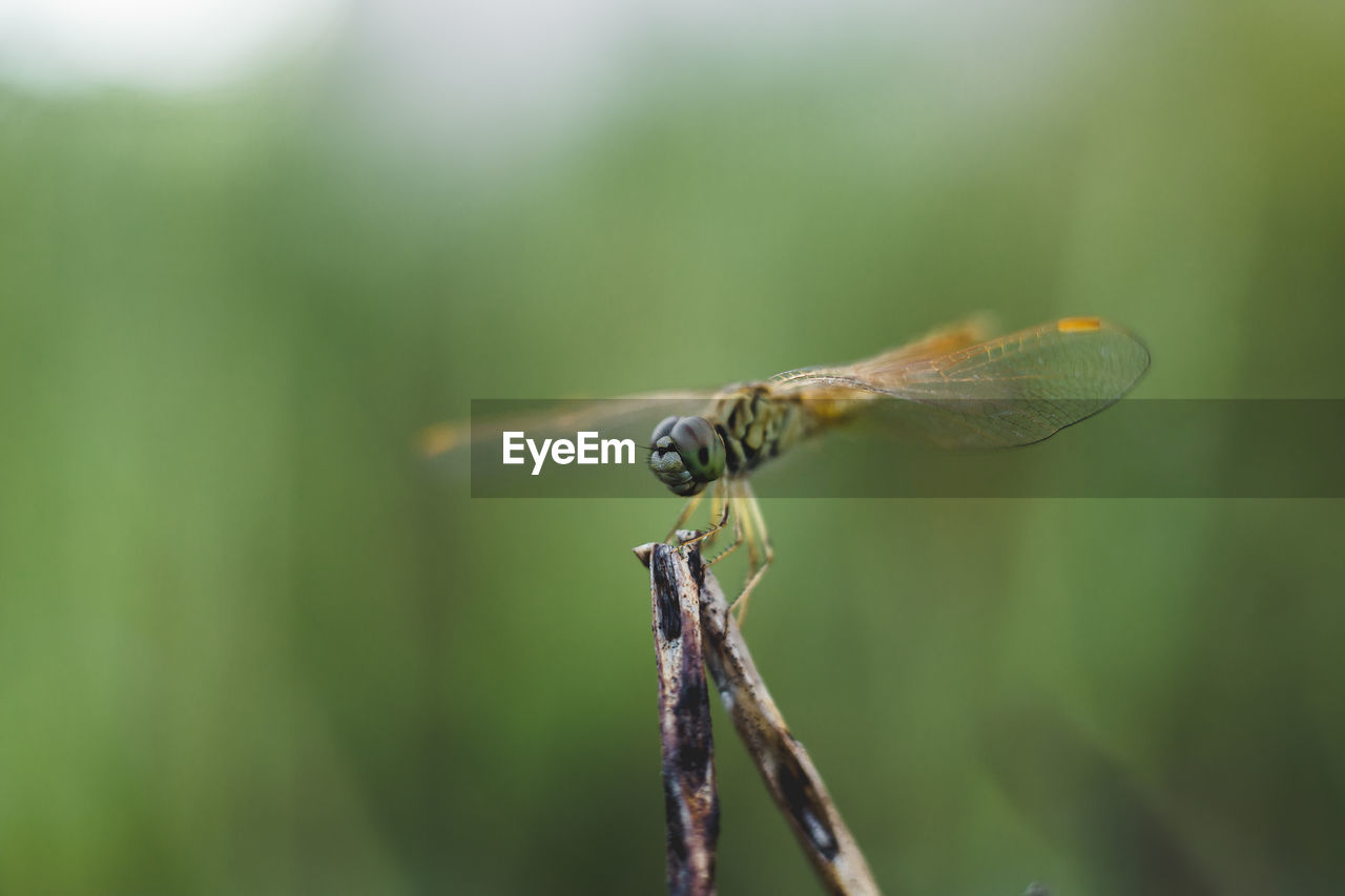 Close-up of dragonfly on plant