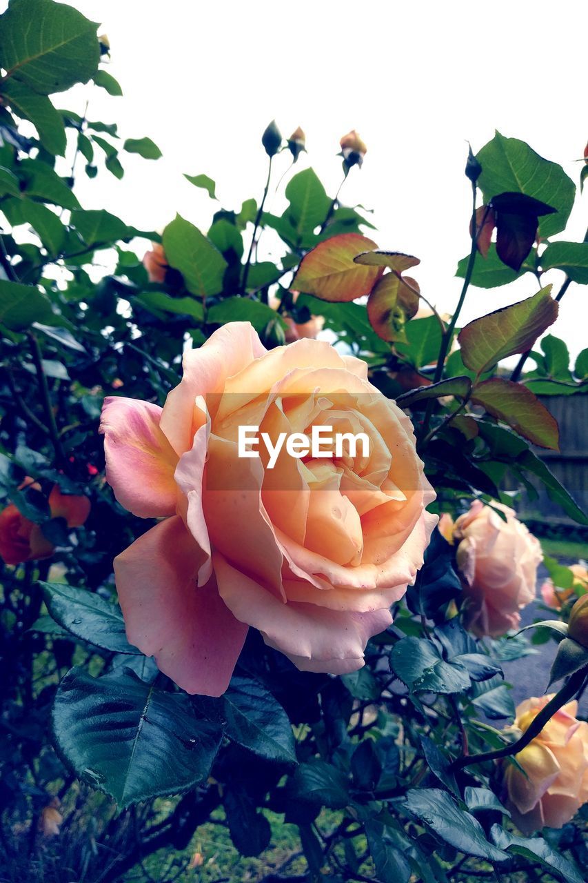 CLOSE-UP OF ROSE BLOOMING ON PLANT