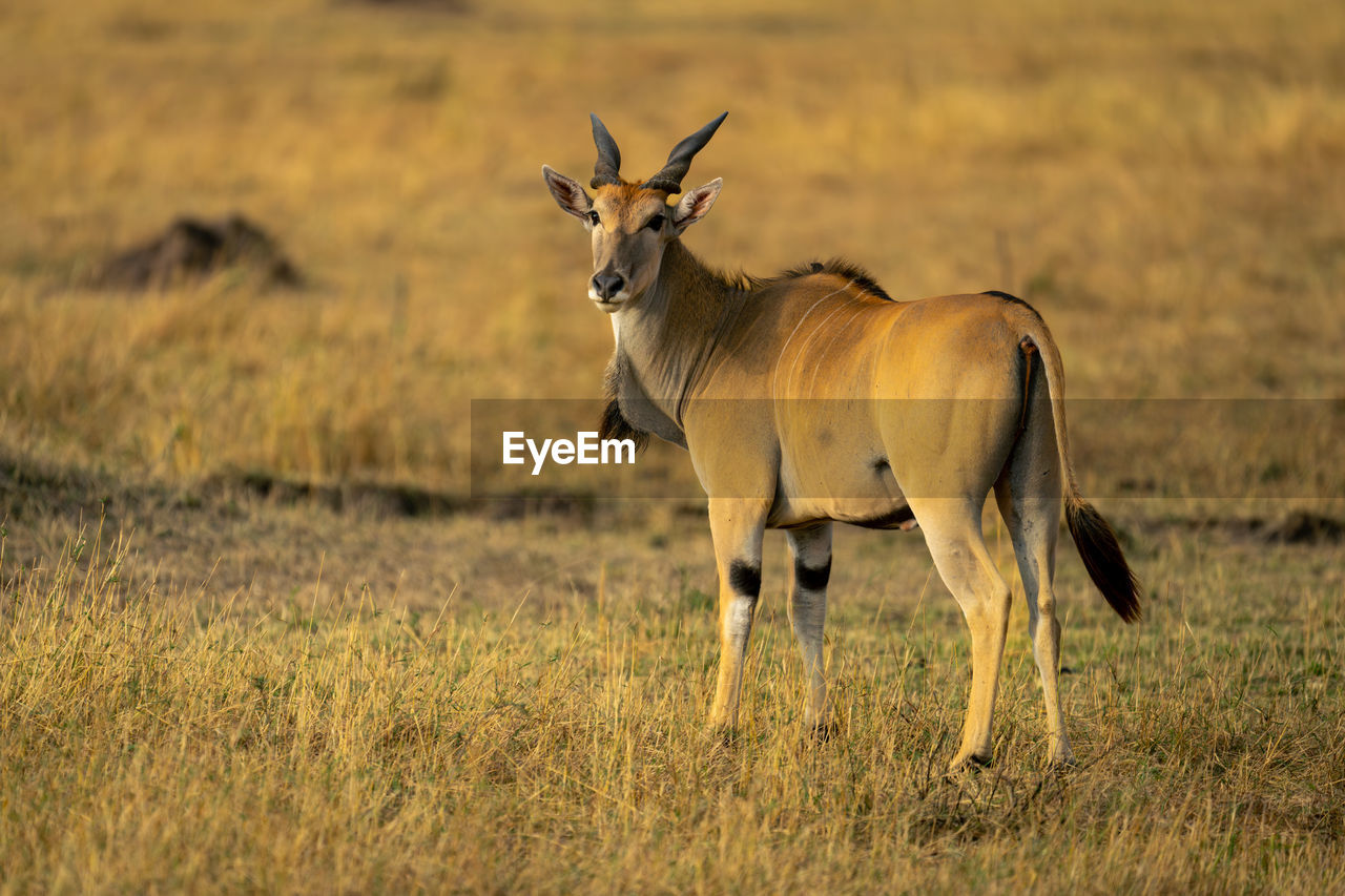 side view of deer standing on field