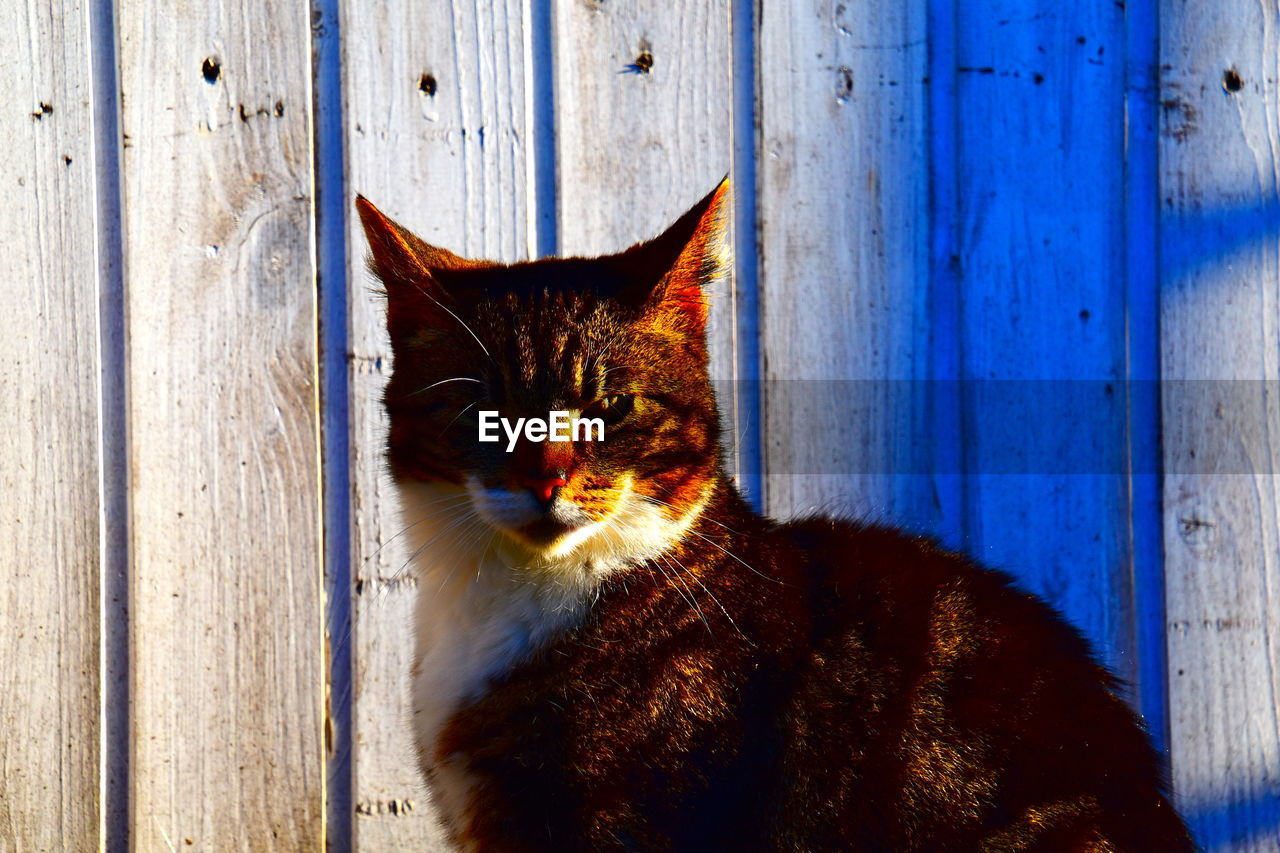 PORTRAIT OF CAT SITTING ON WOODEN FLOOR