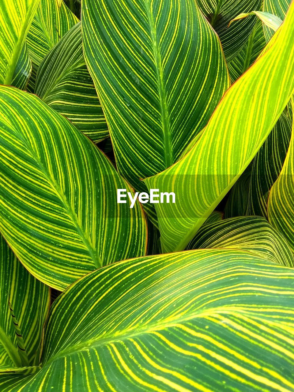 Full frame shot of palm leaves