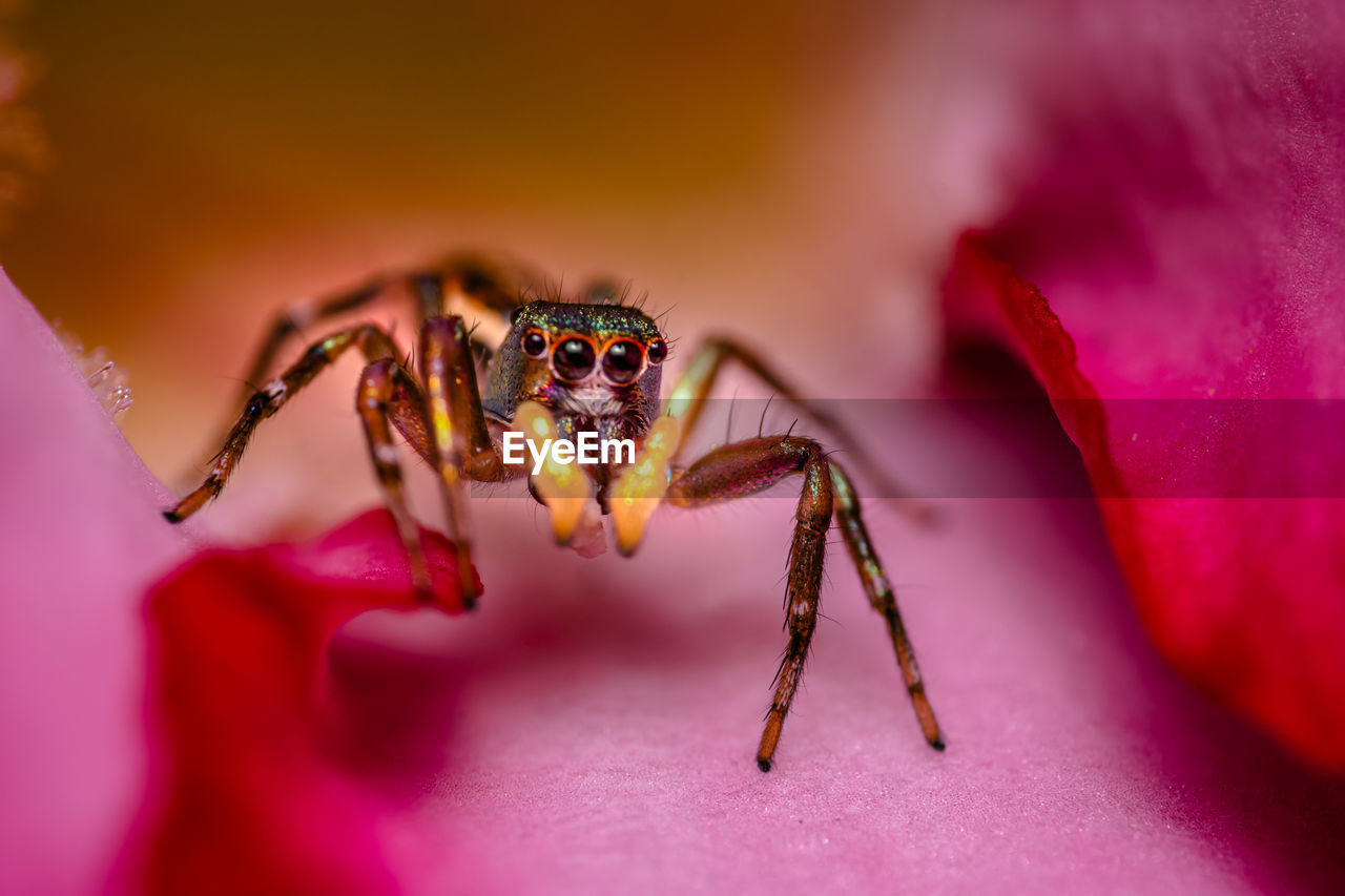 Close-up of spider on pink flower