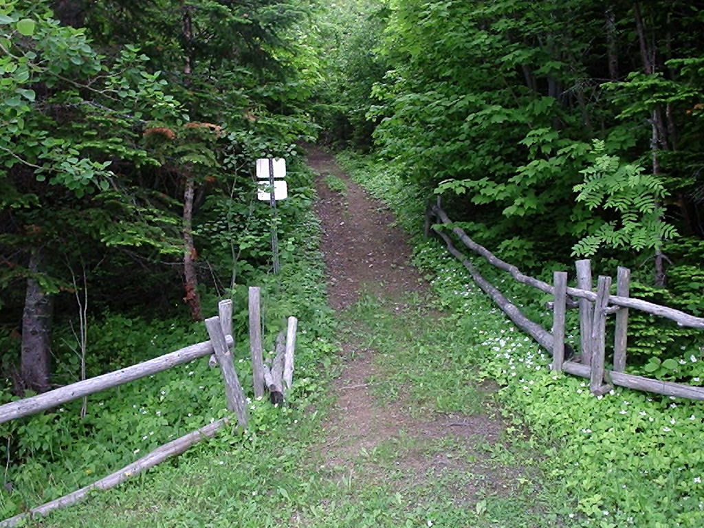 SCENIC VIEW OF TREES IN FOREST