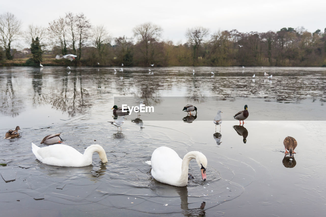 DUCKS SWIMMING IN LAKE