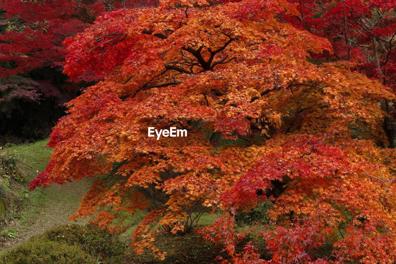High angle view of autumnal tree