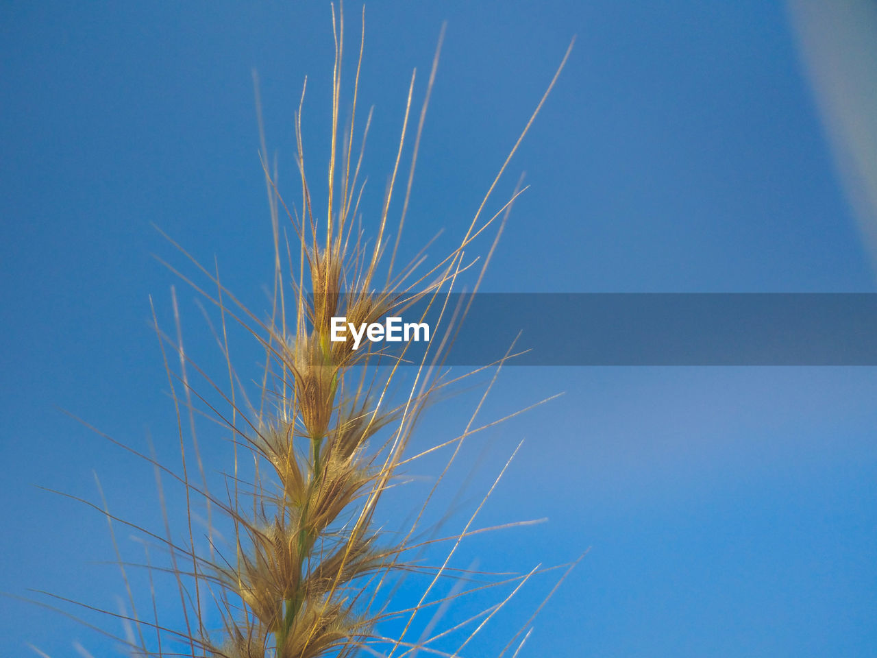 CLOSE-UP OF WHEAT AGAINST CLEAR BLUE SKY