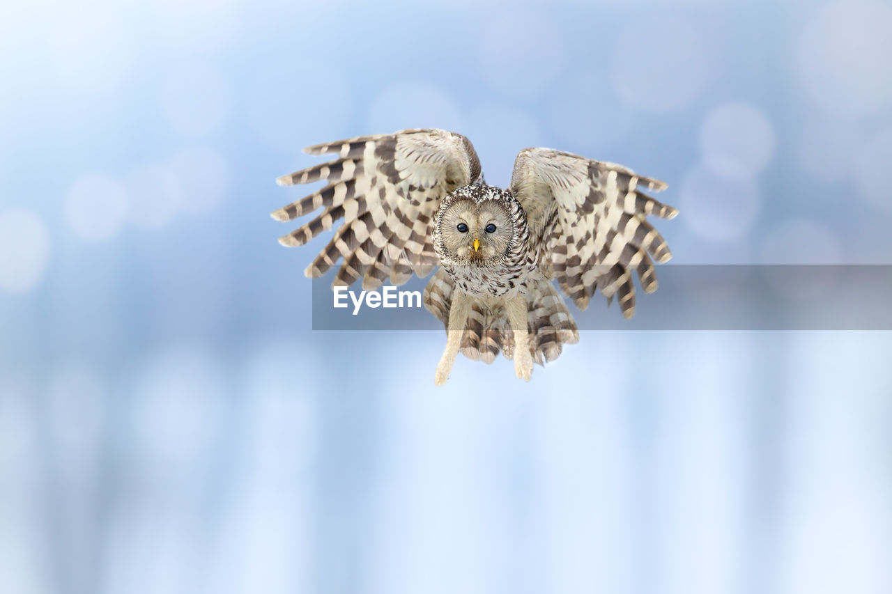 Ural owl flying in mid-air