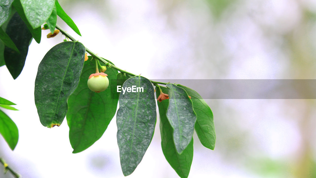 CLOSE-UP OF FRUITS ON BRANCH