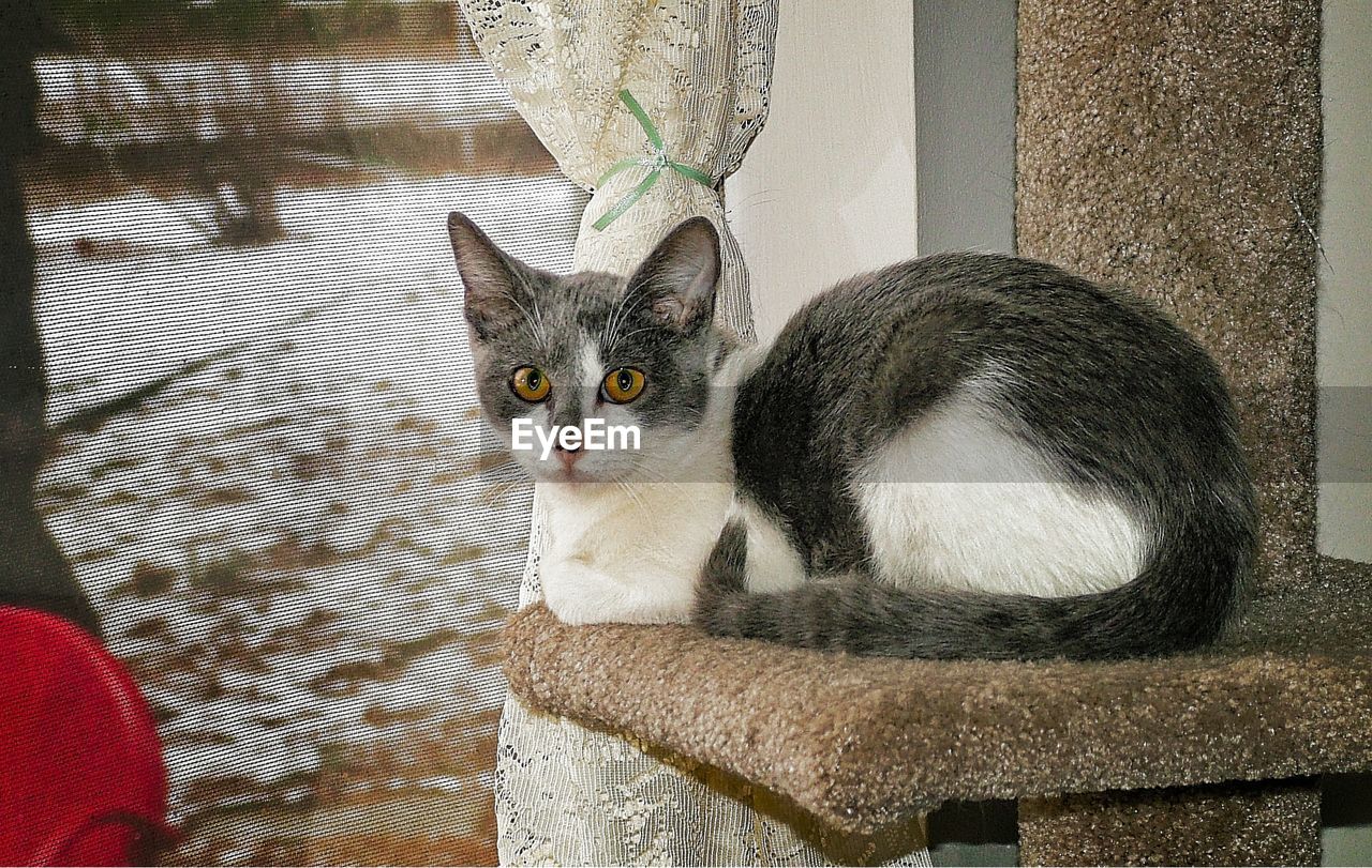 CLOSE-UP PORTRAIT OF A CAT WITH EYES