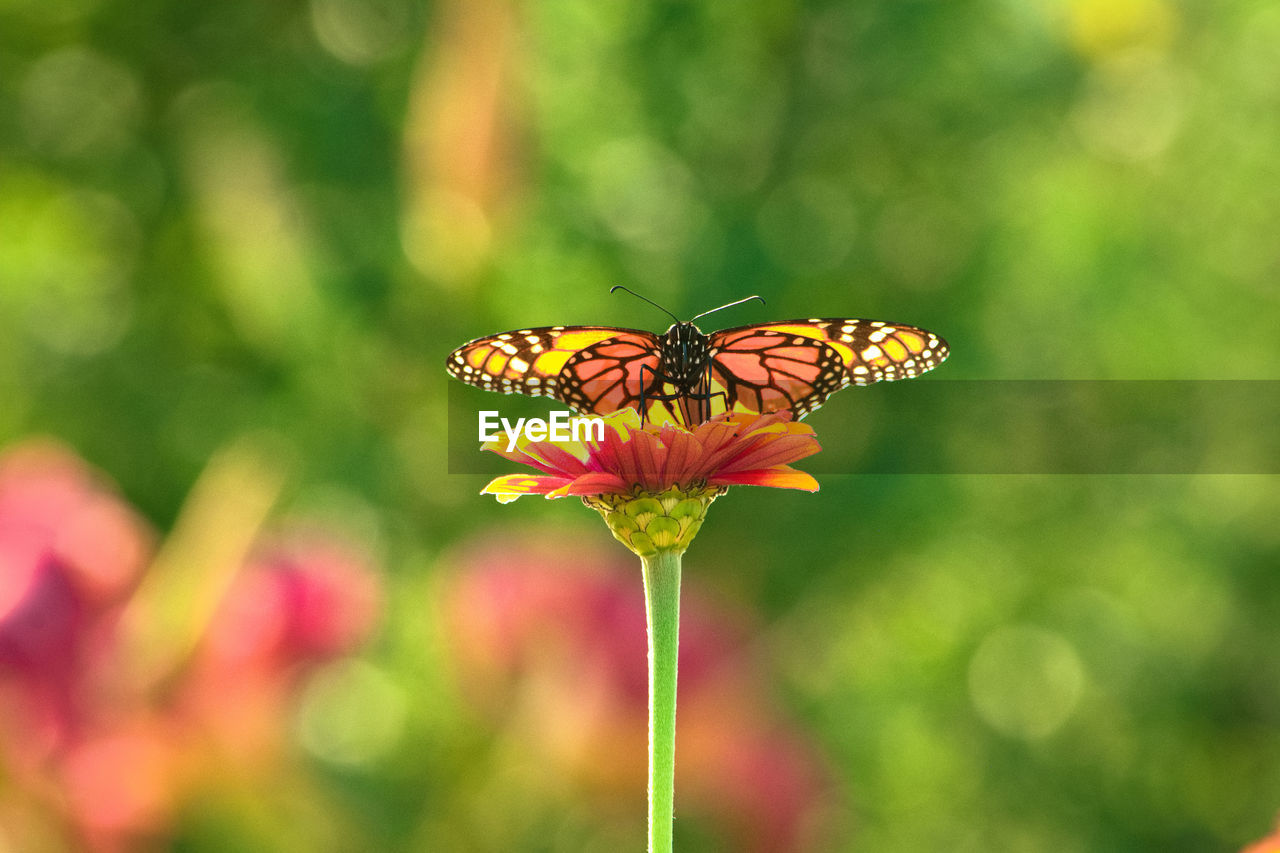 Close-up of butterfly pollinating on flower