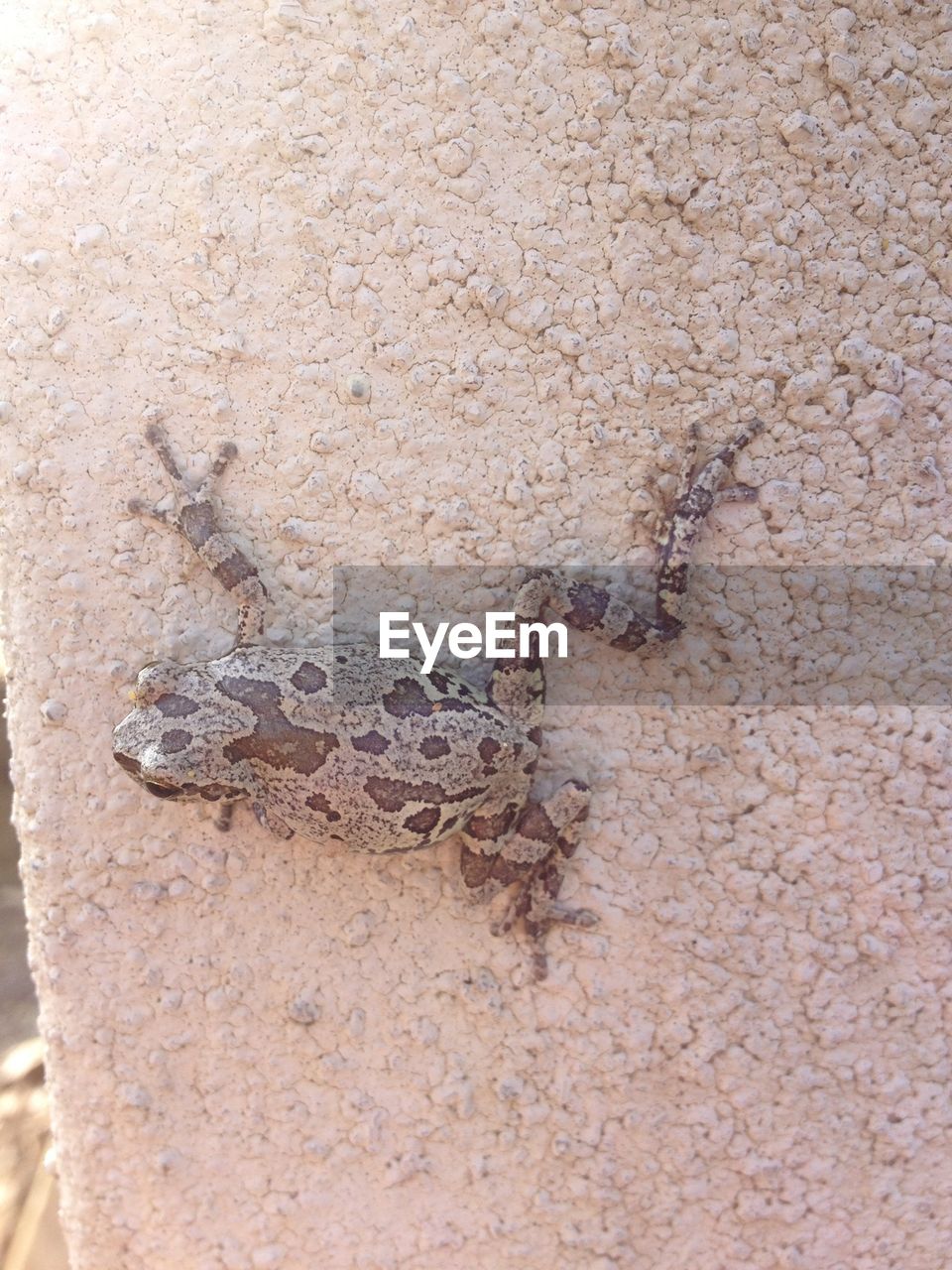 Frog on wall