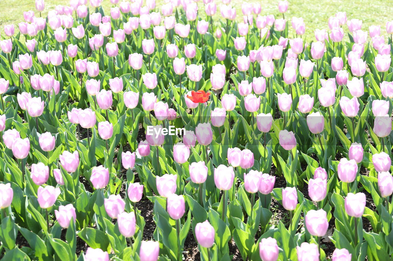 CLOSE-UP OF FRESH PURPLE FLOWERING PLANTS ON FIELD