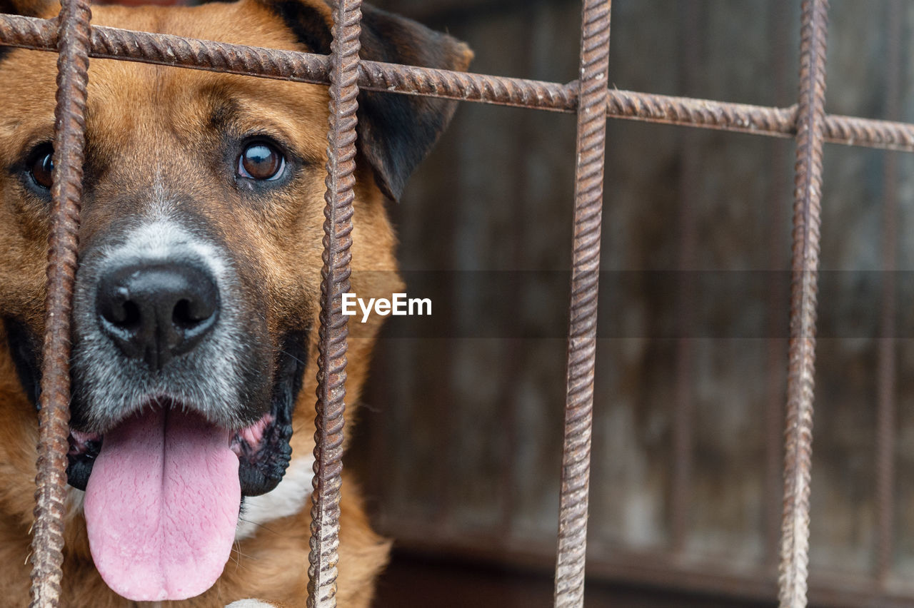 Dog in animal shelter waiting for adoption. dog behind the fences. canine behind bars. 