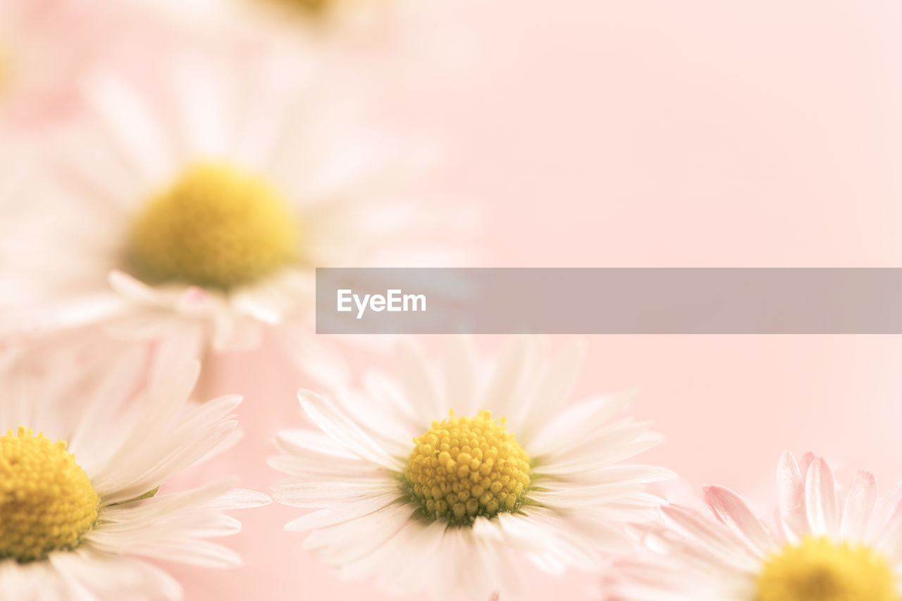 CLOSE-UP OF PINK DAISIES