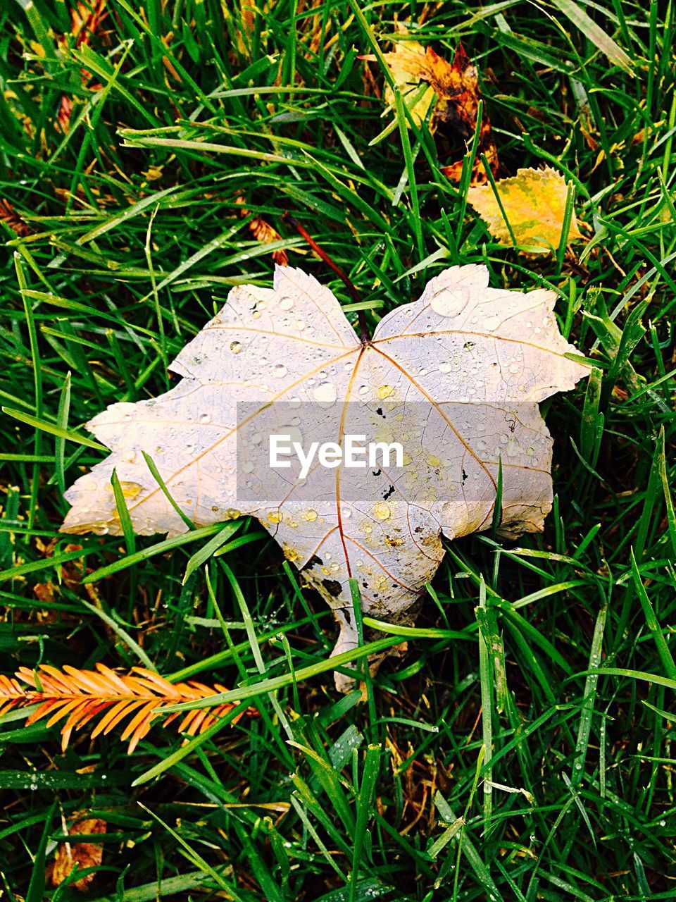 HIGH ANGLE VIEW OF DRY PLANTS ON GRASSY FIELD