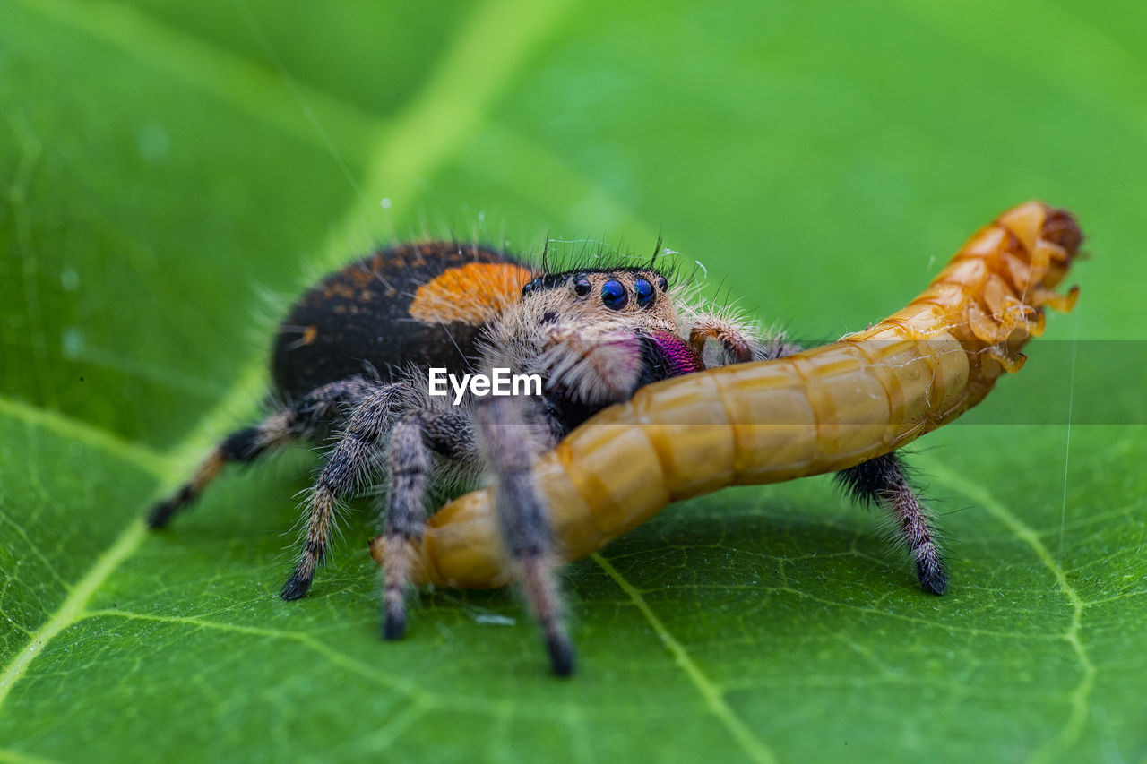 Close-up of spider and insect on leaf