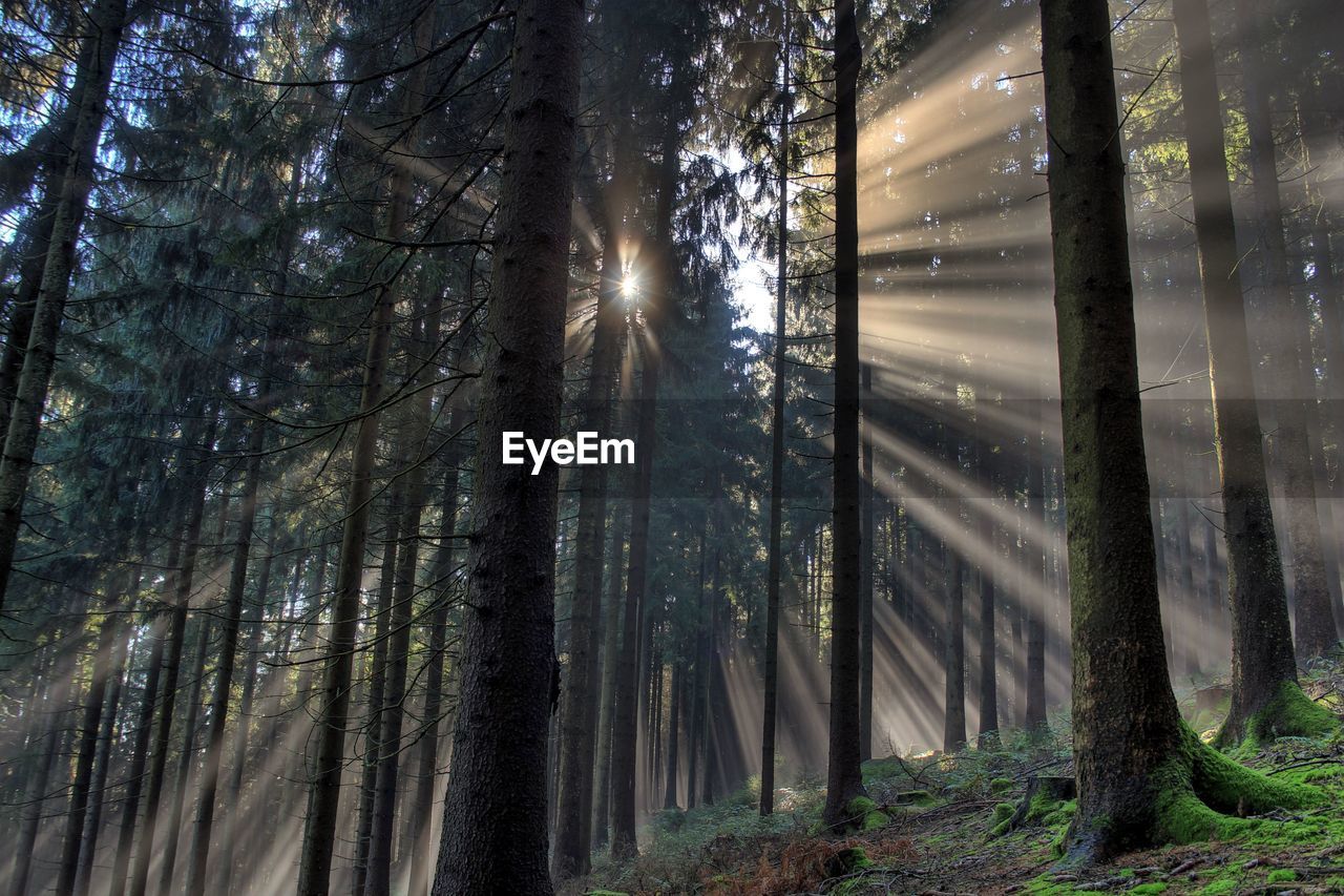 Sunlight streaming through trees in forest