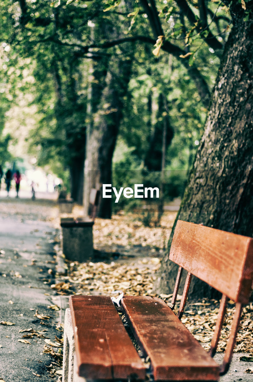 Close-up of bench in park