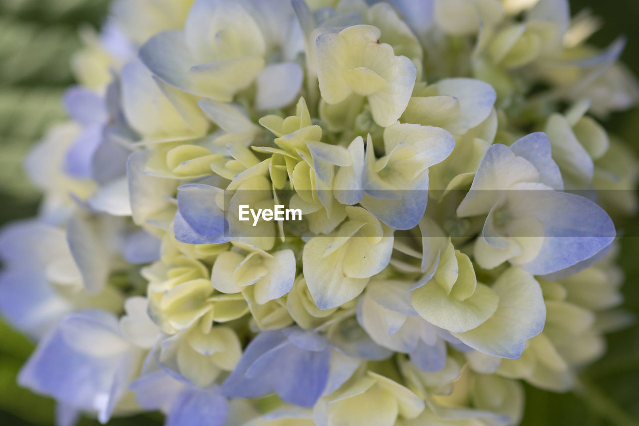 Close-up of purple hydrangea flowers