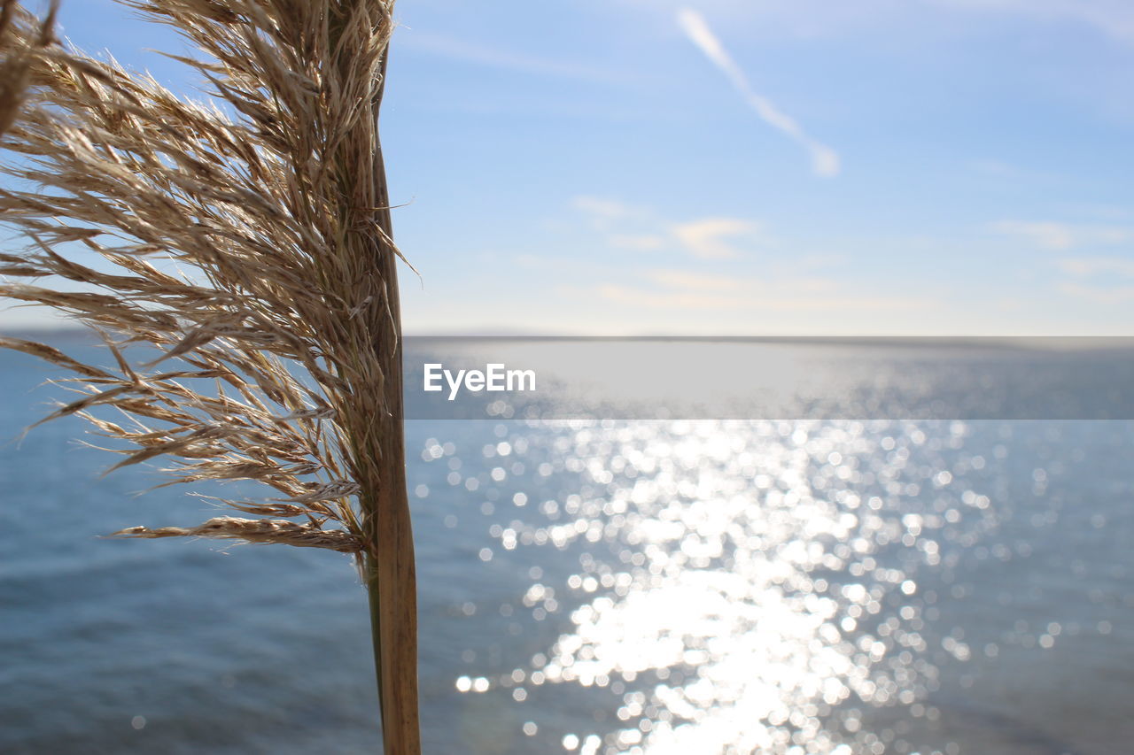 Close-up of plants by sea against sky