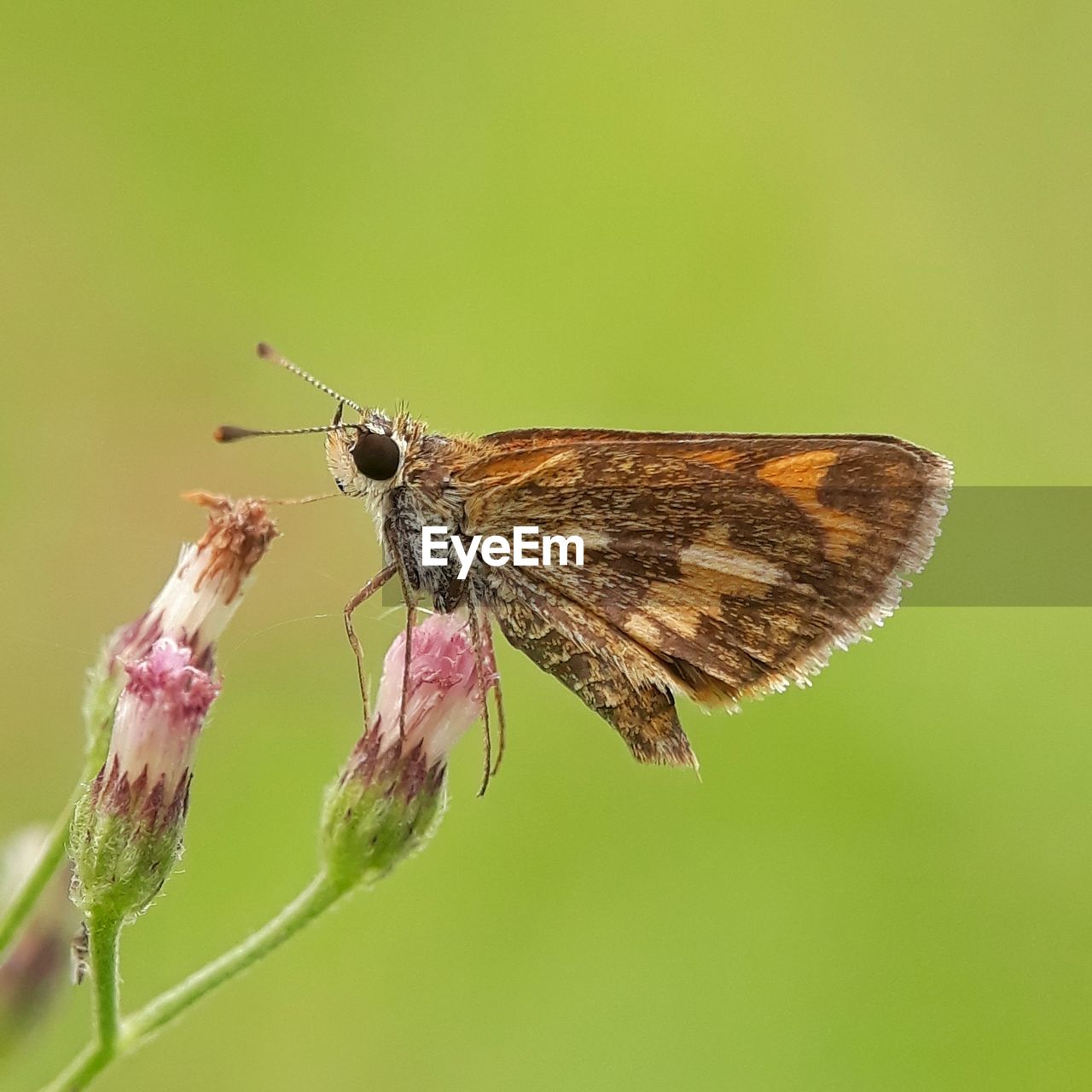 CLOSE-UP OF BUTTERFLY ON FLOWER