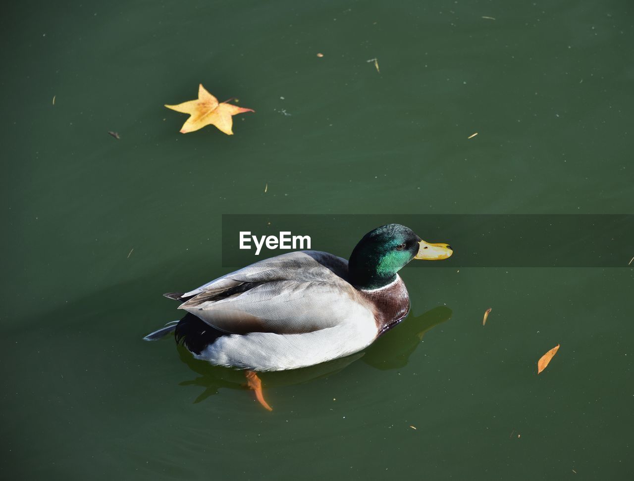 High angle view of mallard duck swimming in lake