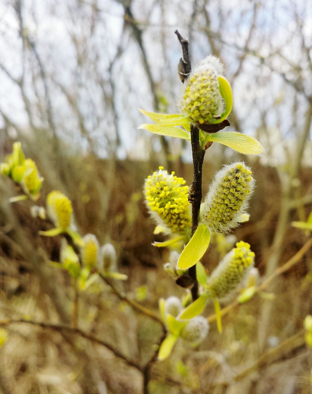 CLOSE-UP OF YELLOW FLOWER TREE