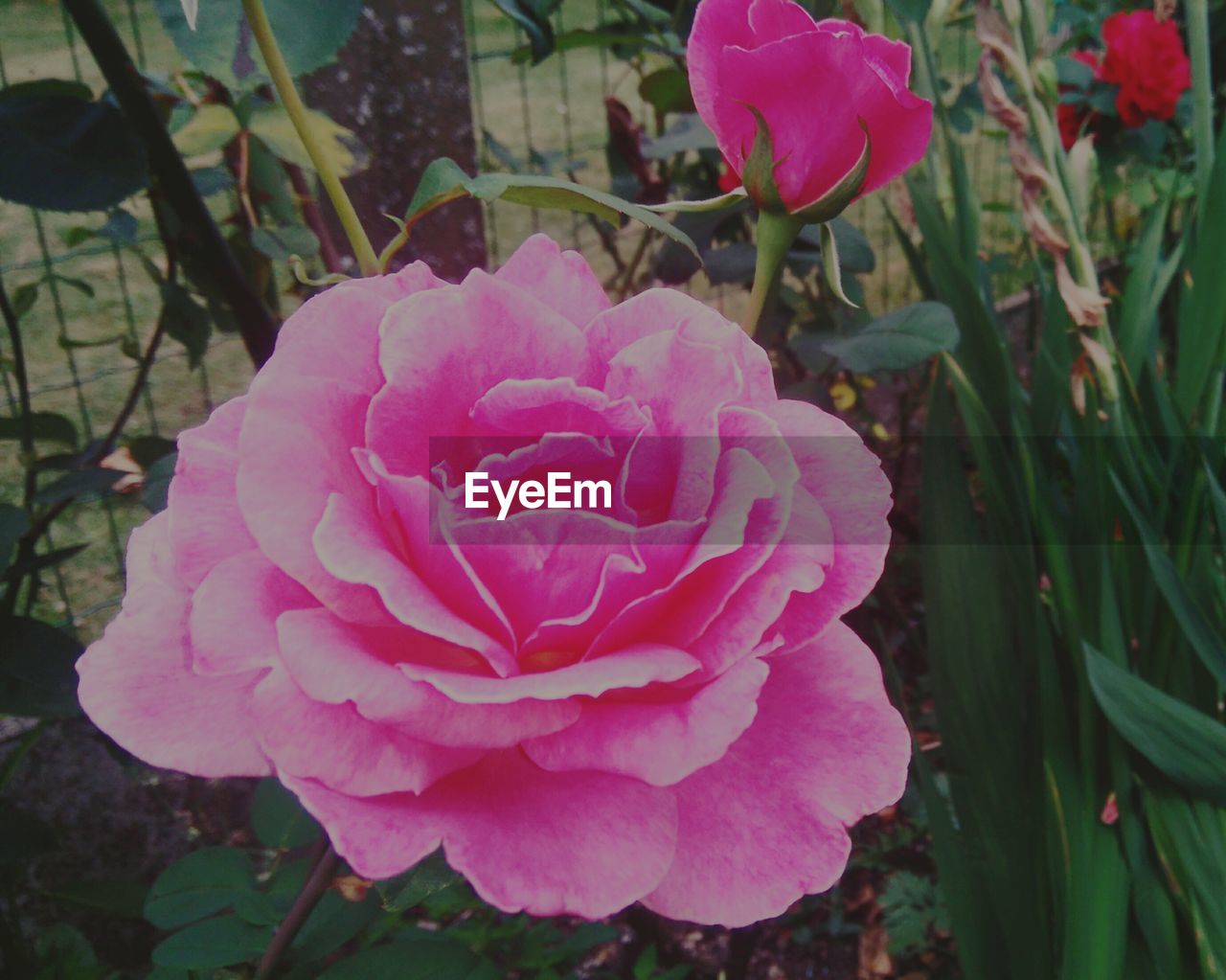 CLOSE-UP OF PINK ROSE FLOWER