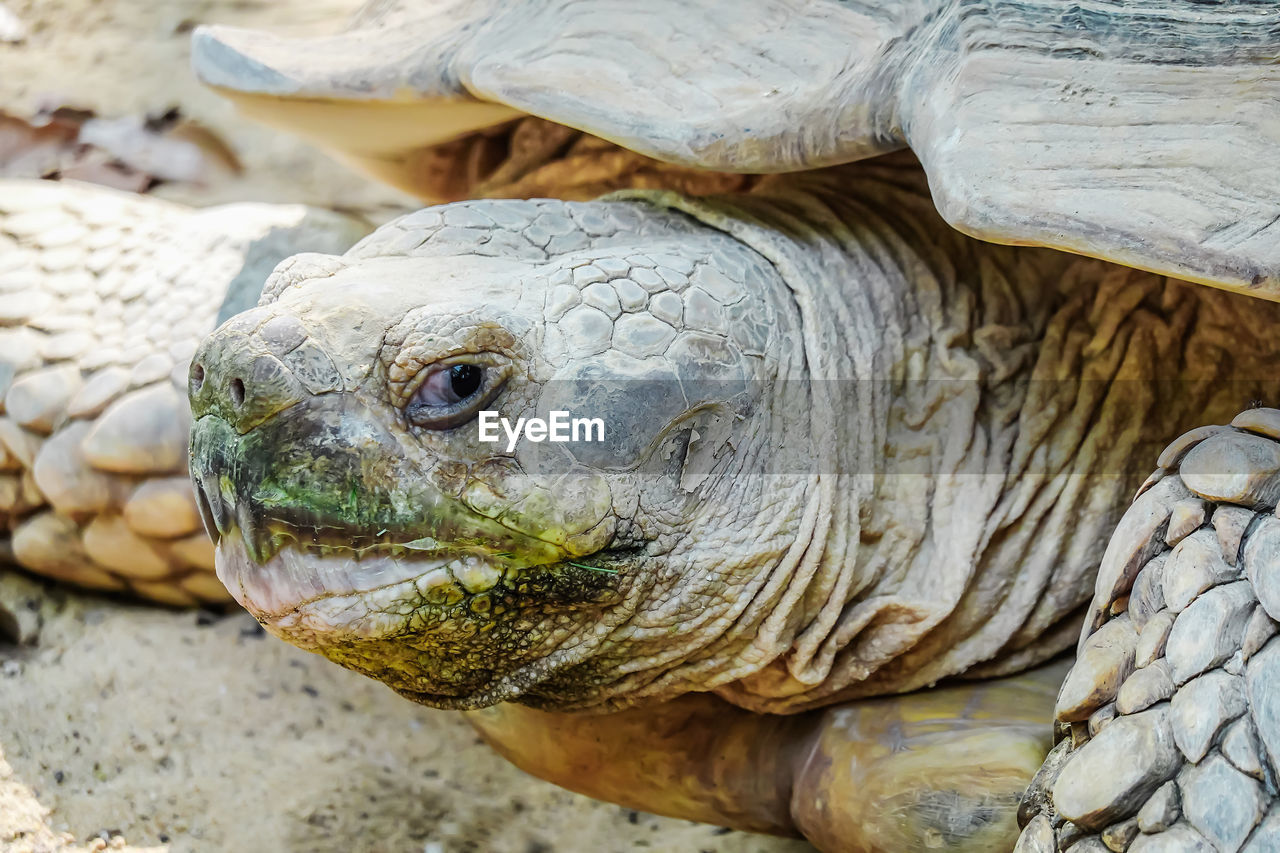 CLOSE-UP OF A TURTLE IN A ANIMAL