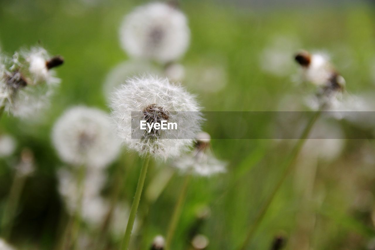 CLOSE-UP OF WHITE DANDELION FLOWER