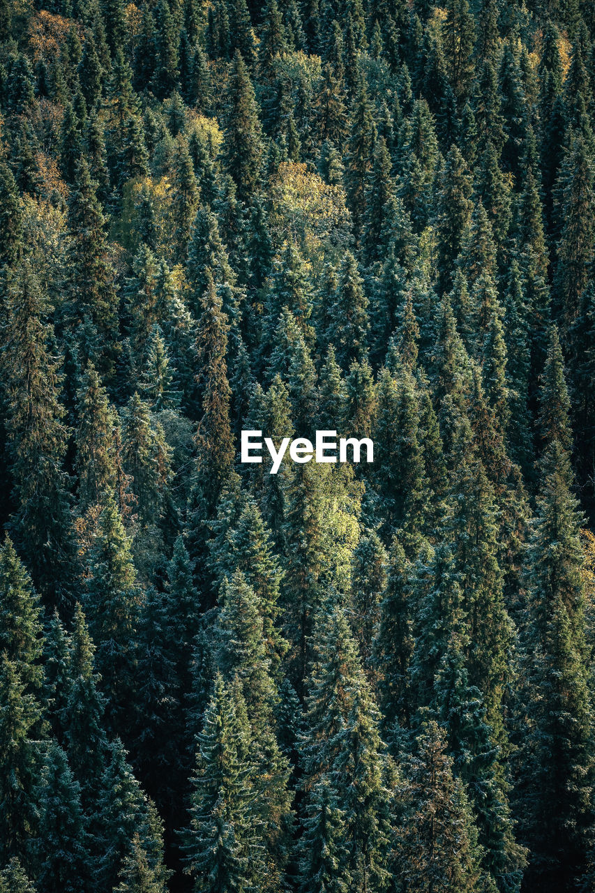 High angle view of pine trees in forest