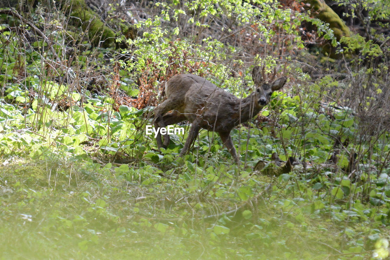 SIDE VIEW OF A ANIMAL ON FIELD