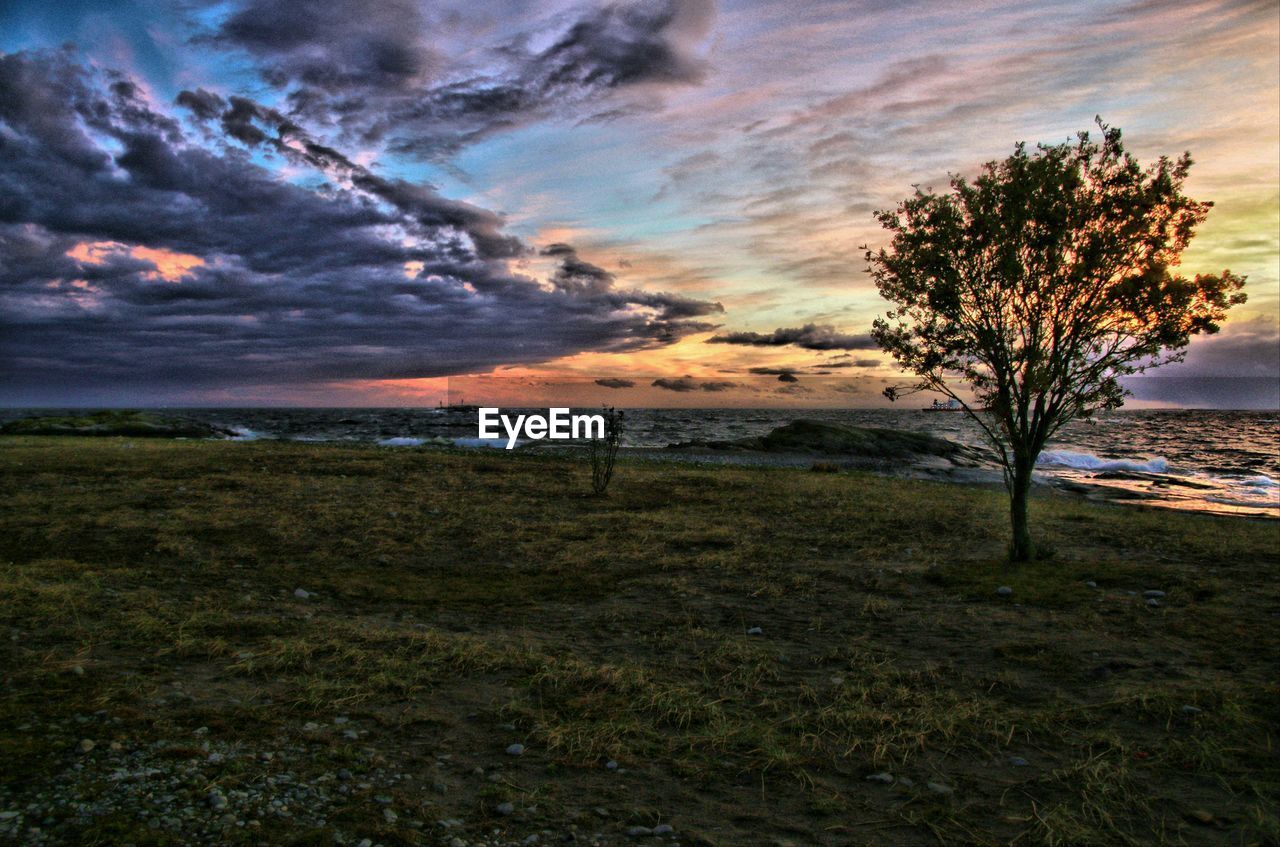 TREES ON GRASSY FIELD AGAINST CALM SEA